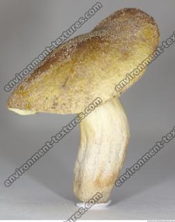 Photo Texture of Mushroom 0007